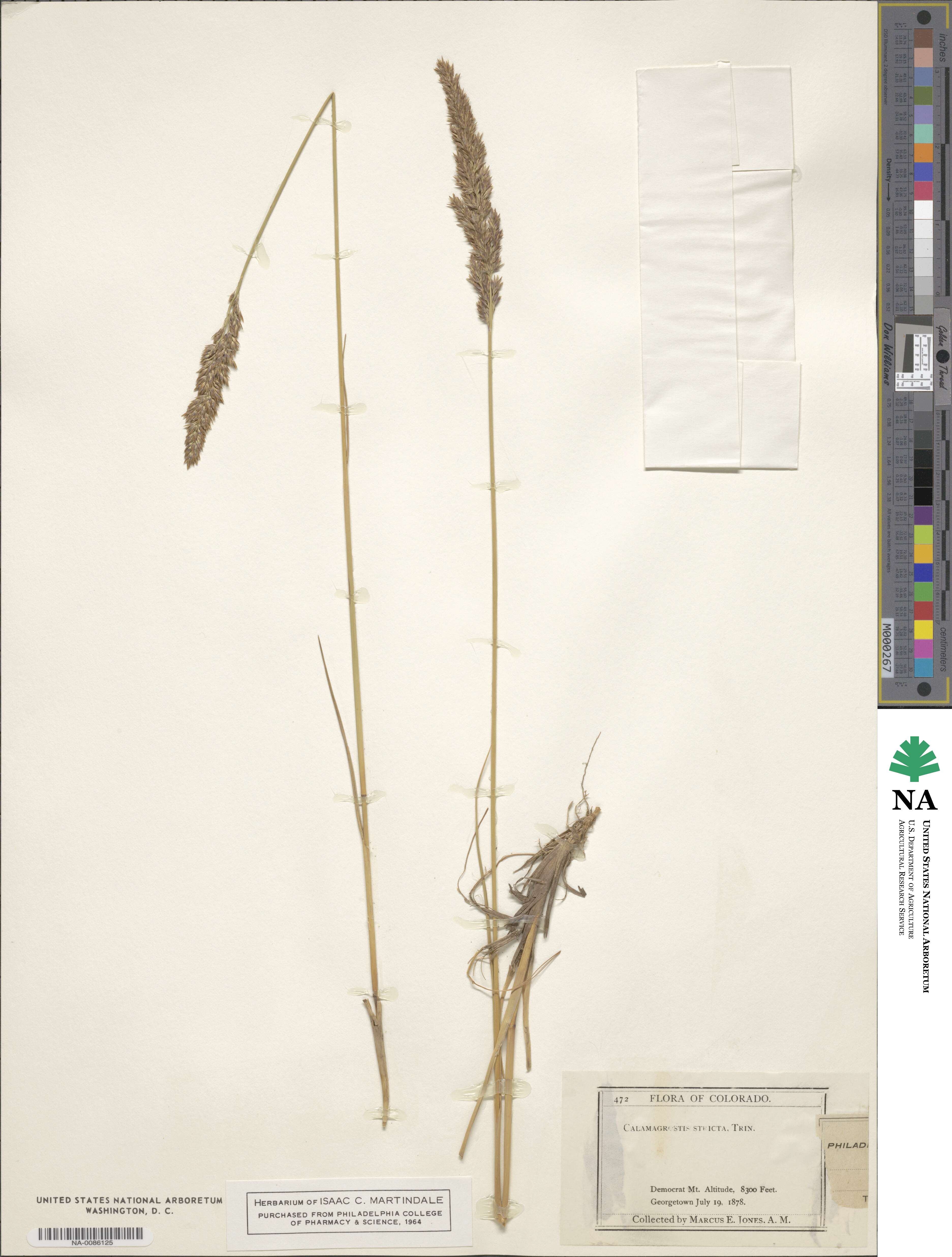 Calamagrostis image