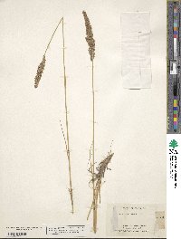 Calamagrostis stricta image