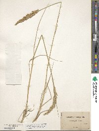 Calamagrostis stricta image