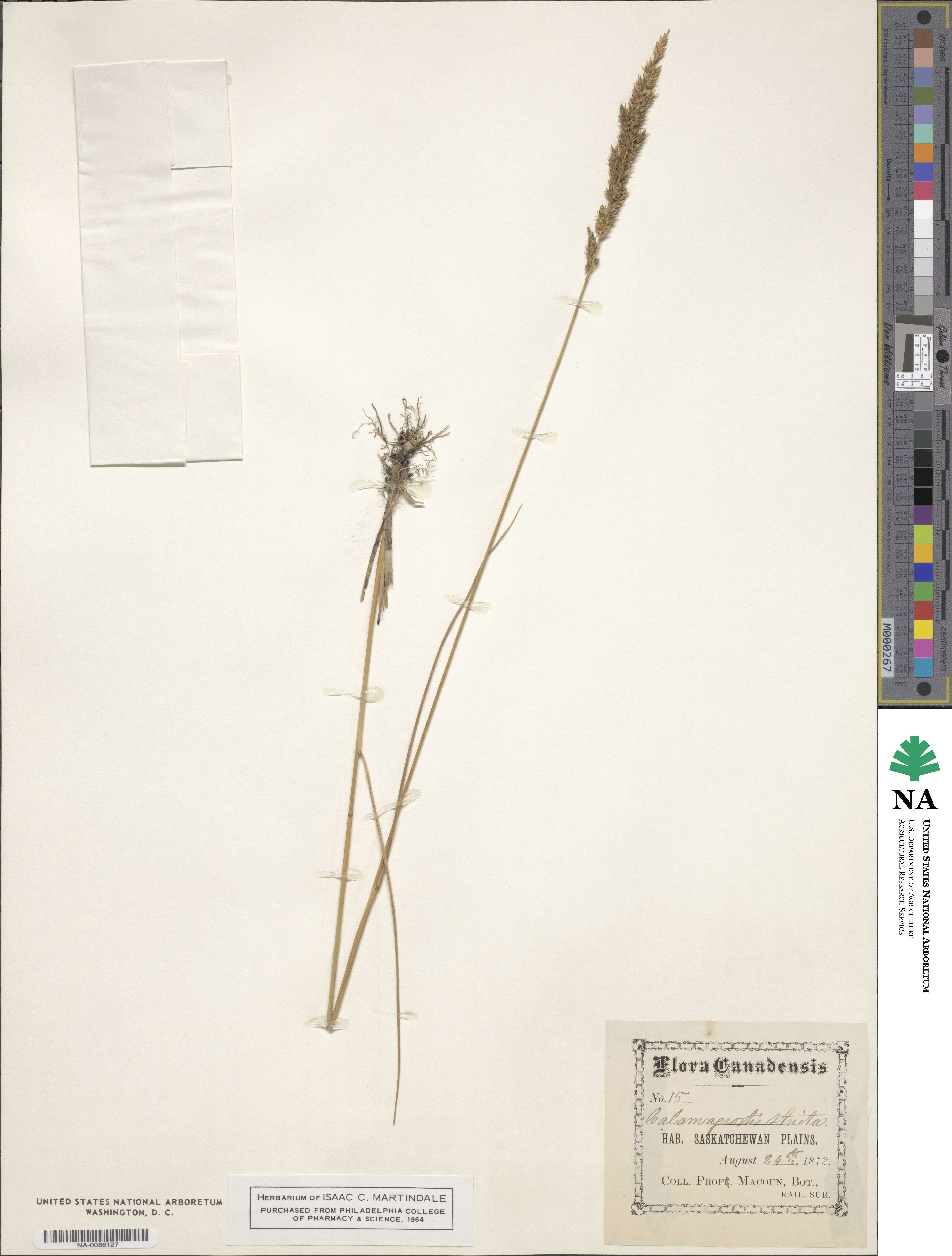 Calamagrostis stricta image