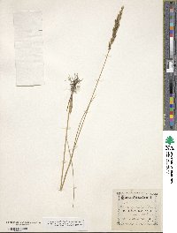 Calamagrostis stricta image