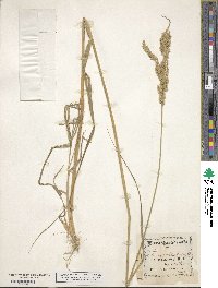 Calamagrostis stricta subsp. stricta image