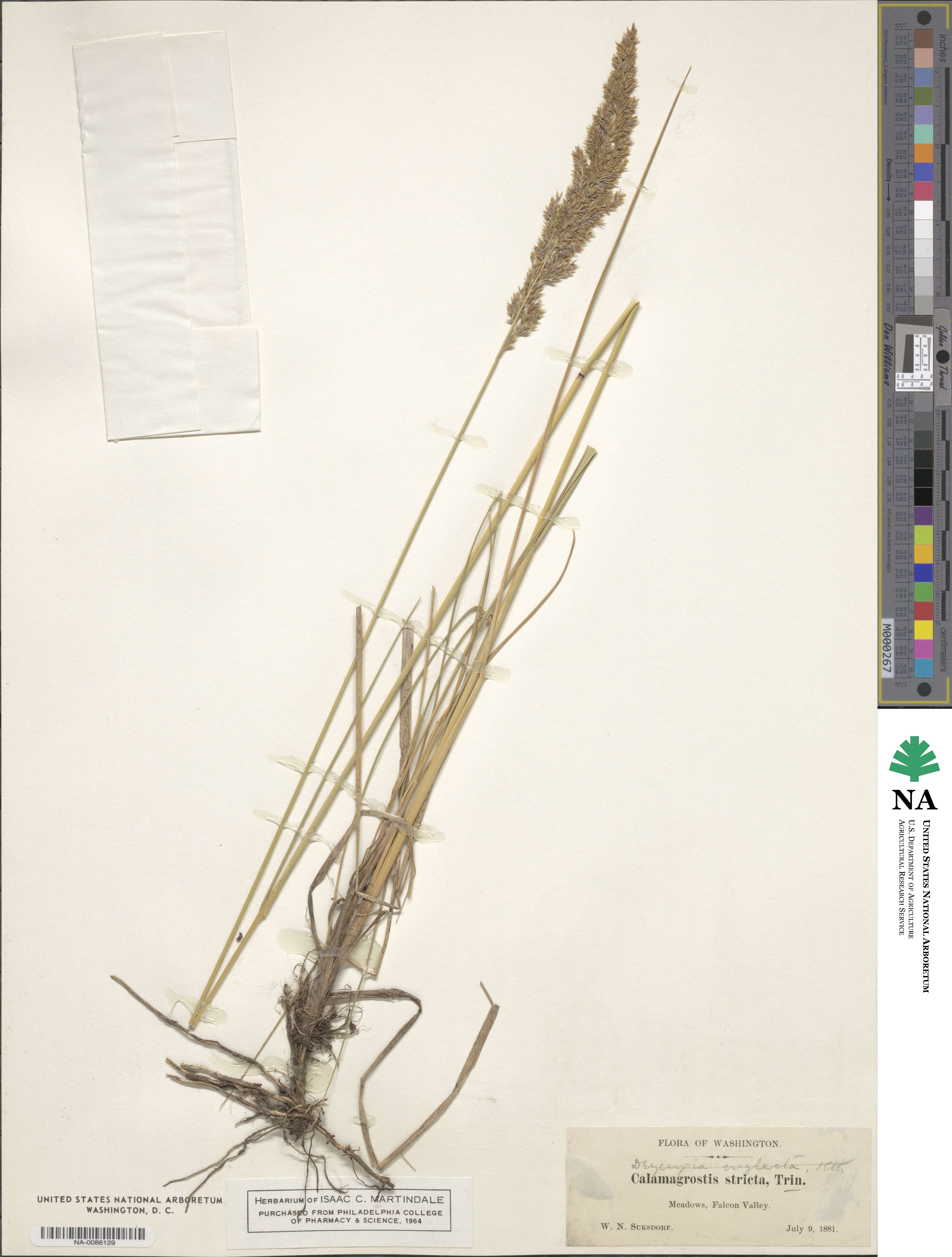Calamagrostis stricta subsp. stricta image