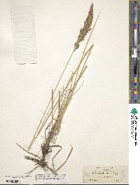 Calamagrostis stricta image