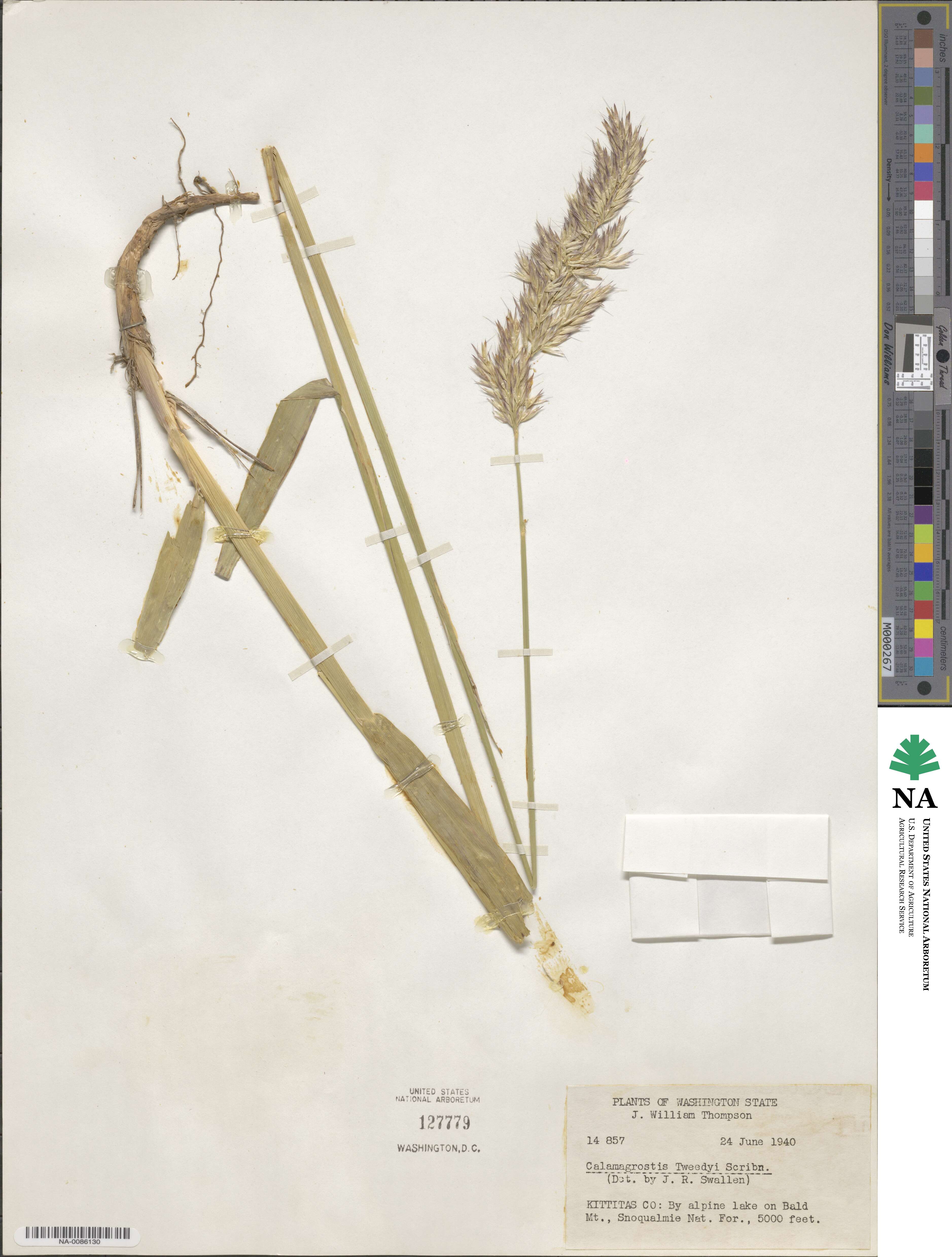 Greeneochloa tweedyi image