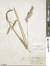 Greeneochloa tweedyi image