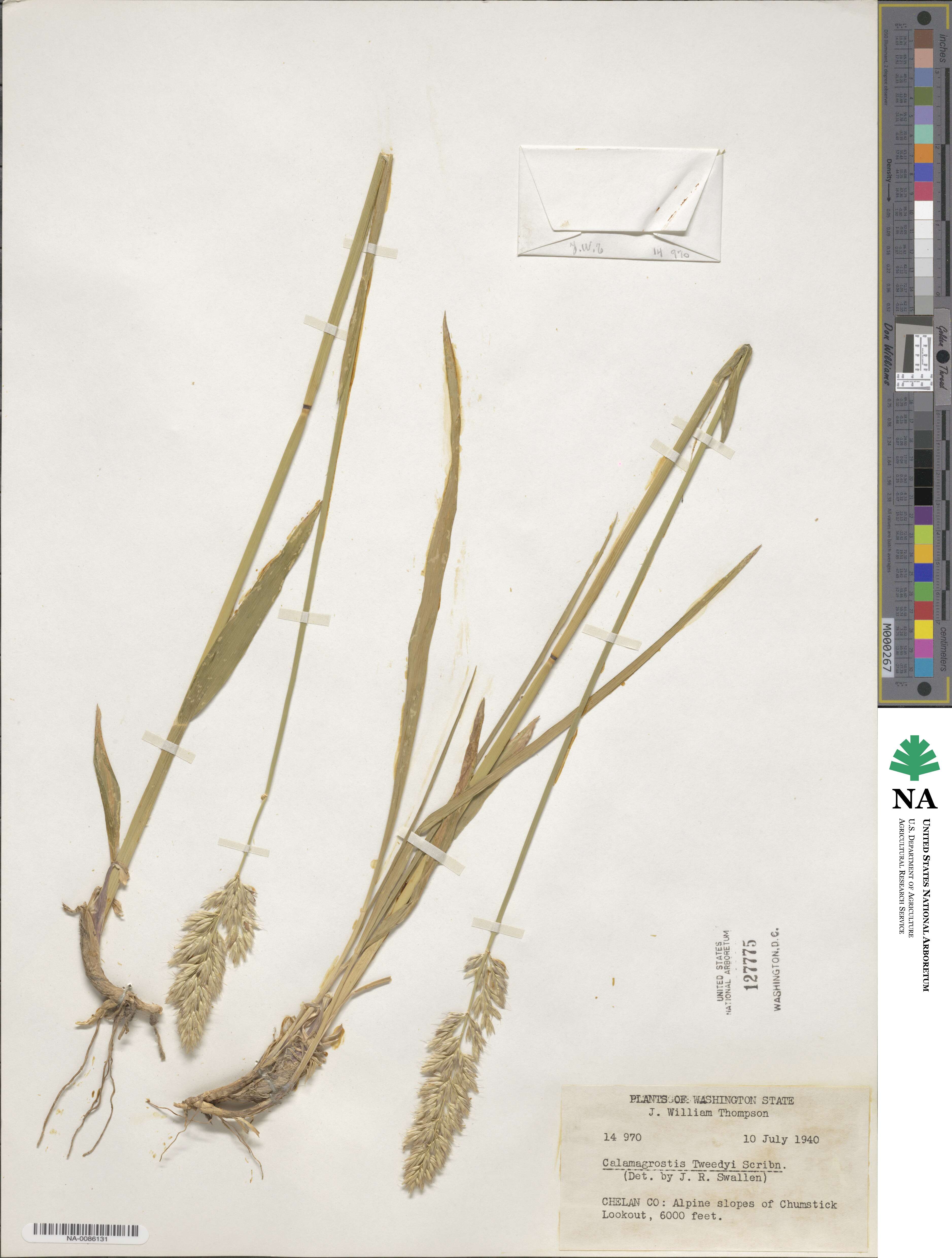 Greeneochloa tweedyi image