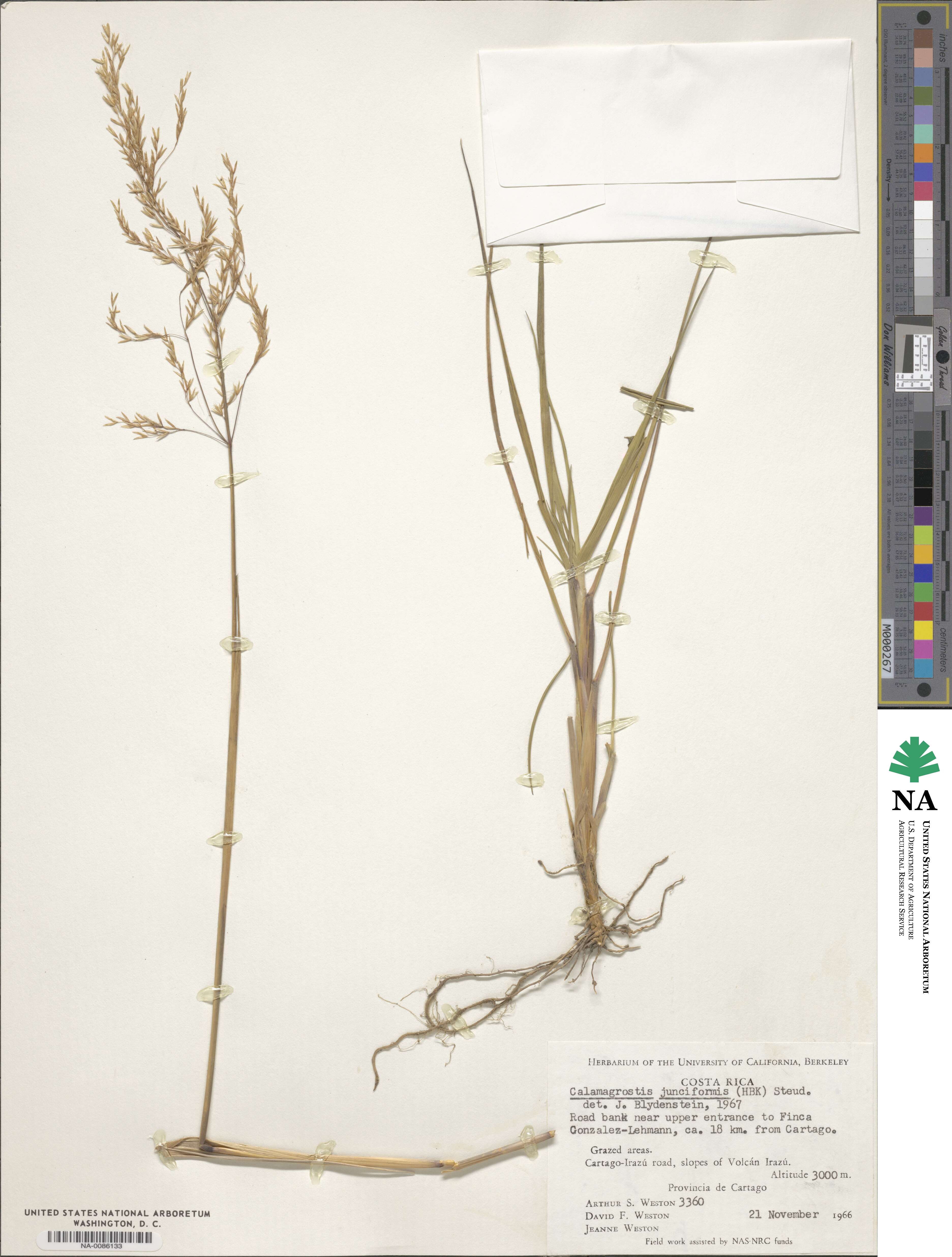 Peyritschia tolucensis image