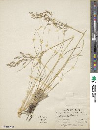 Image of Calamagrostis orizabae