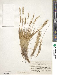 Cinnagrostis velutina image