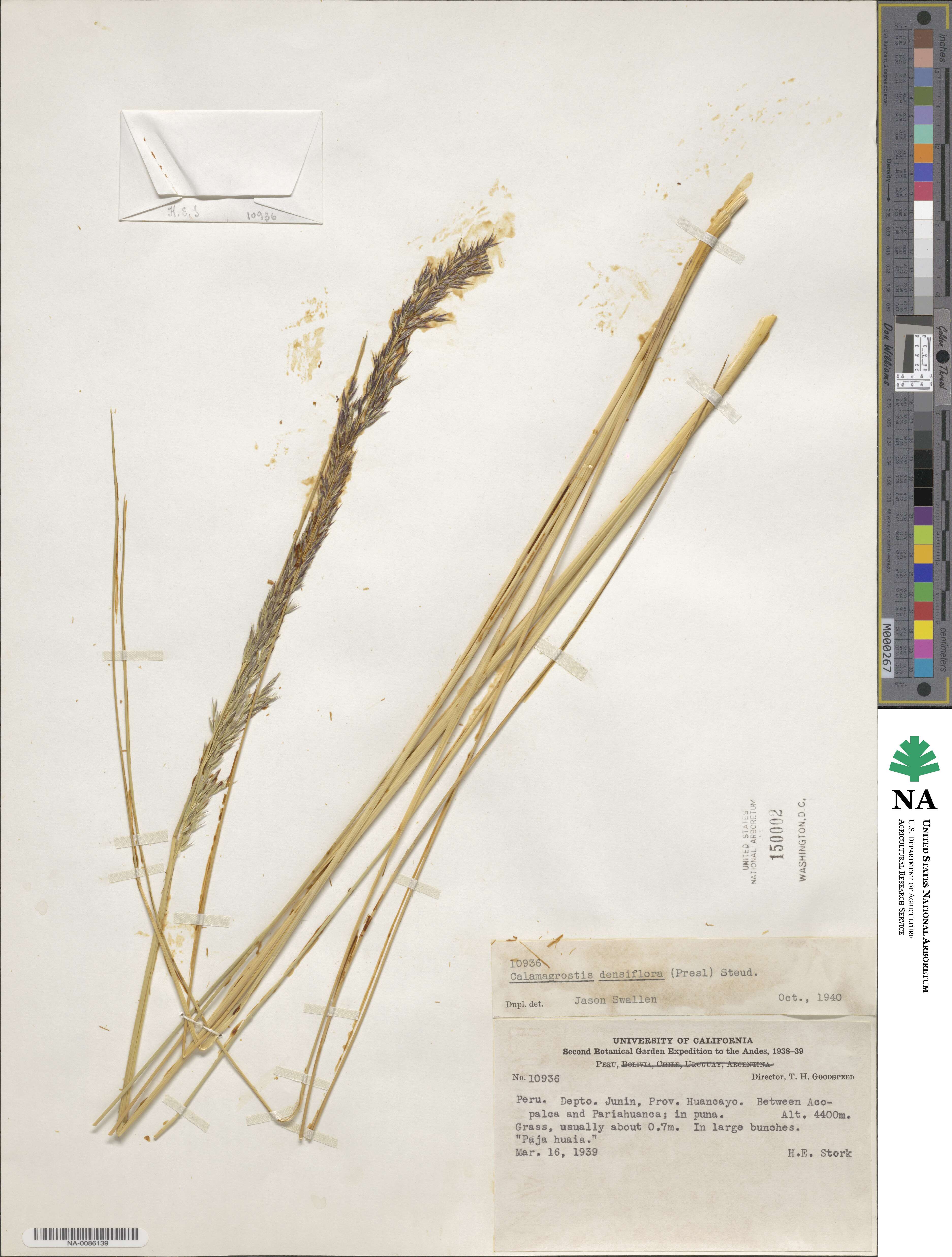 Calamagrostis densiflora image