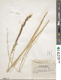 Image of Calamagrostis densiflora