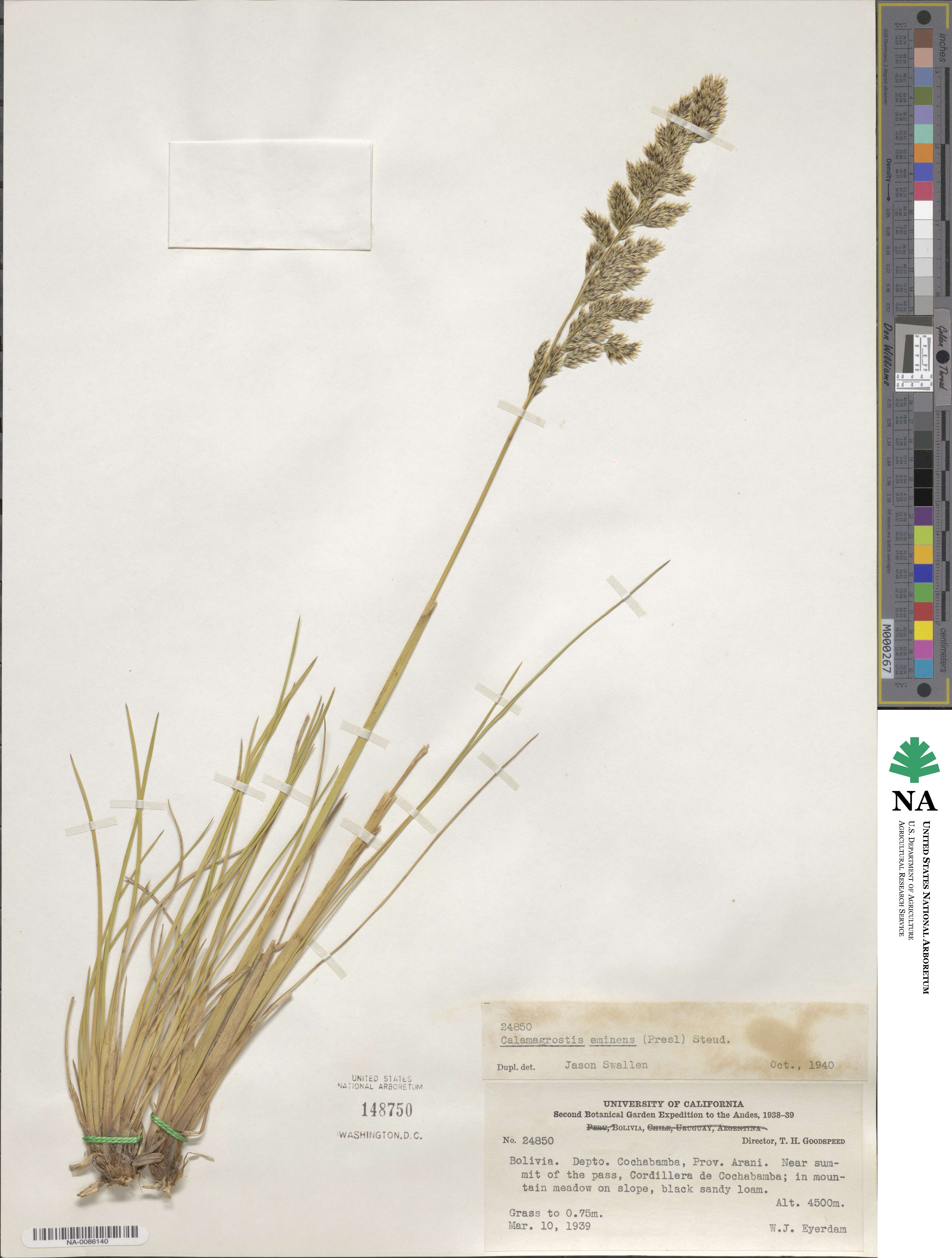 Deschampsia eminens image