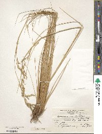 Deschampsia eminens image