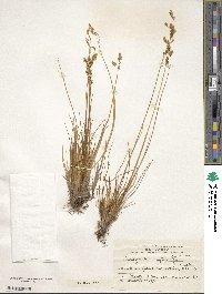 Agrostis glabra image