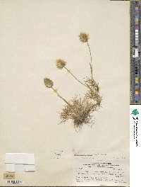 Deschampsia ovata image