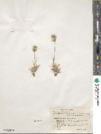 Deschampsia ovata image