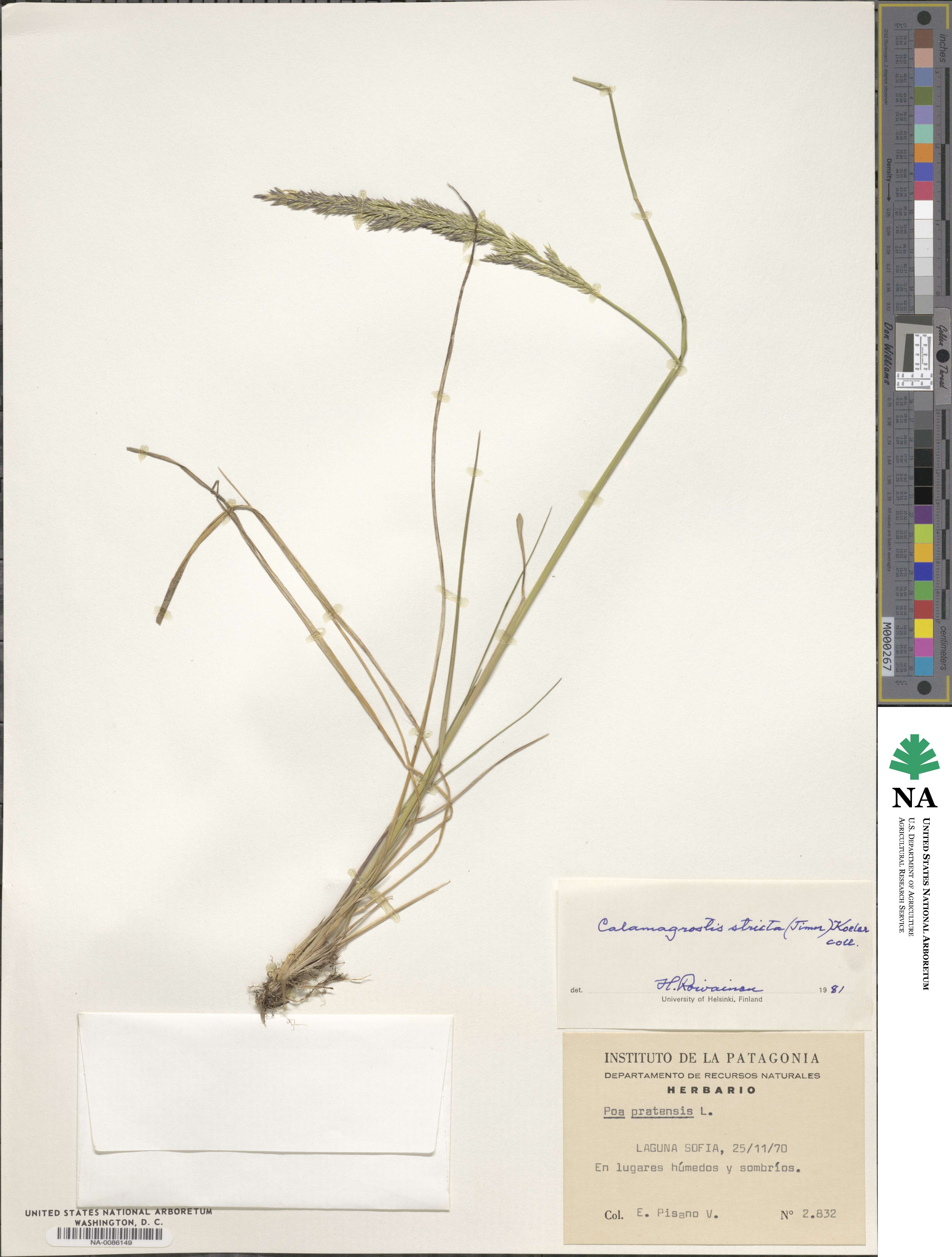 Calamagrostis stricta subsp. stricta image