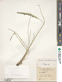 Calamagrostis stricta image