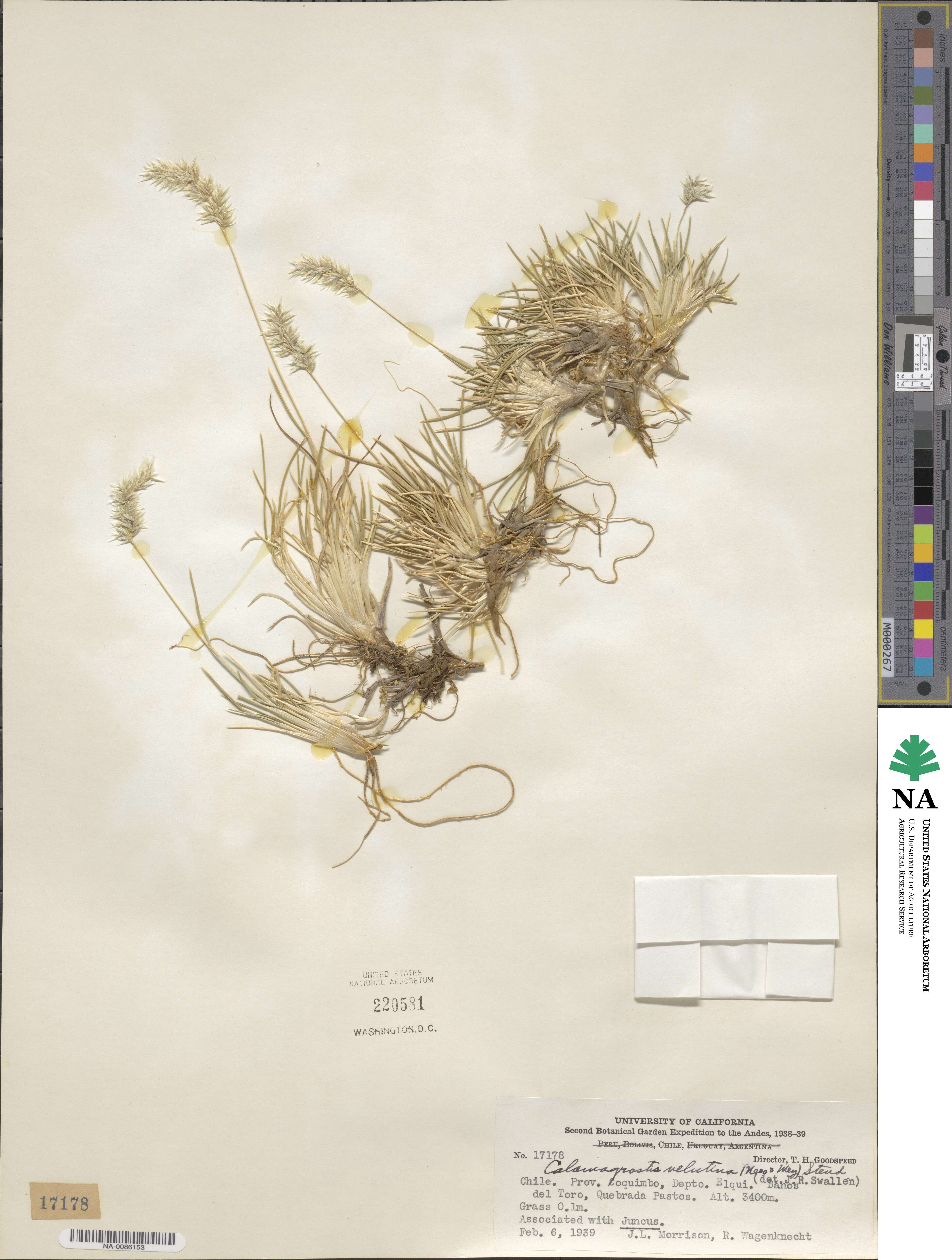 Cinnagrostis velutina image