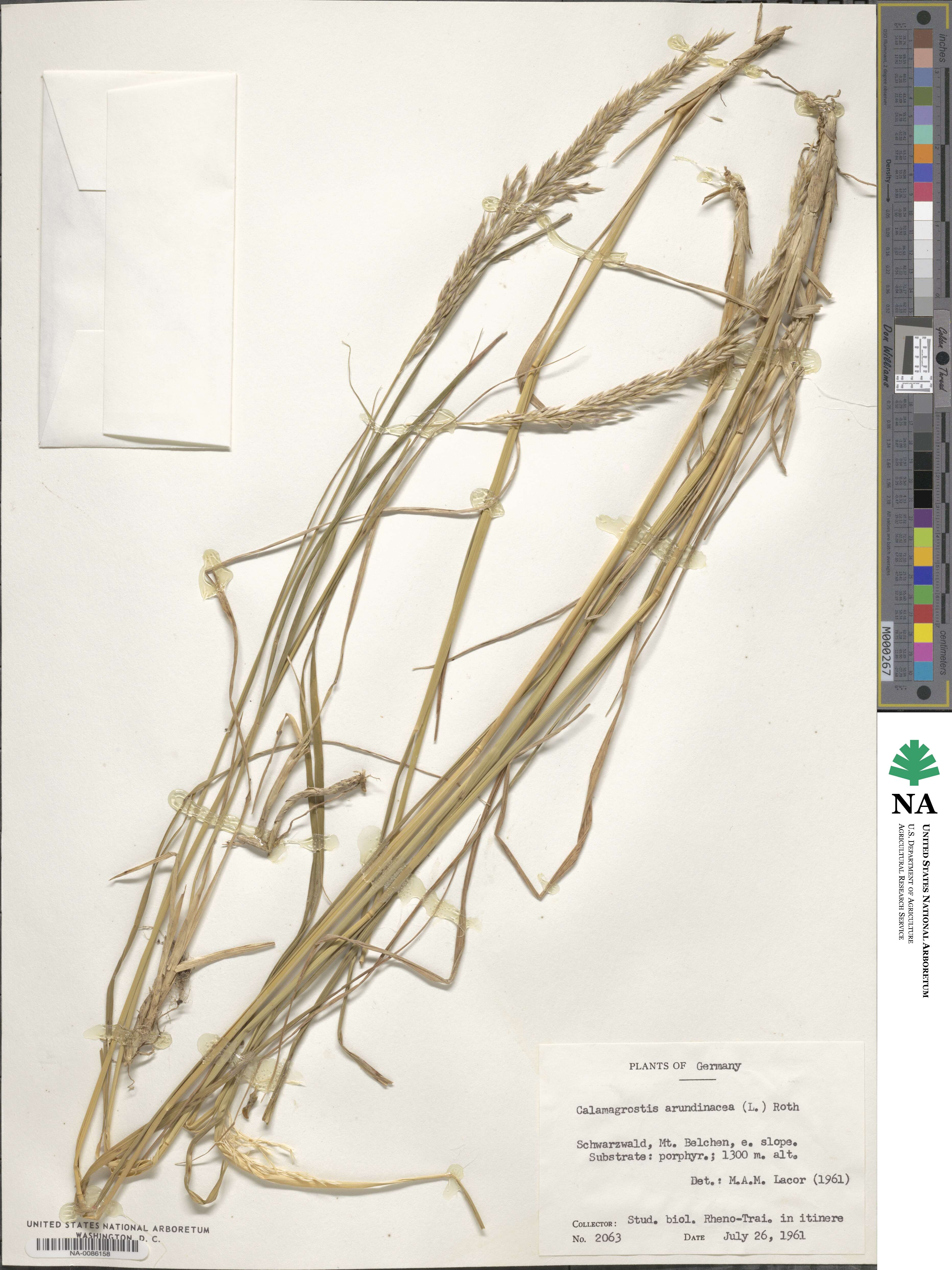 Calamagrostis arundinacea image