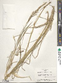 Calamagrostis arundinacea image