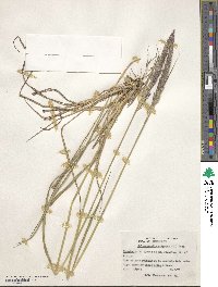 Calamagrostis epigejos image