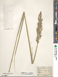 Calamagrostis epigejos image