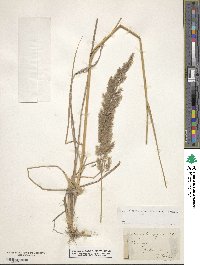 Calamagrostis epigejos image