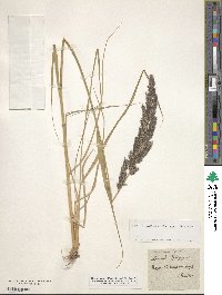 Calamagrostis epigejos image