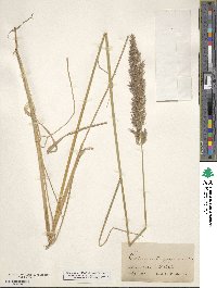 Calamagrostis epigejos image