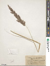 Calamagrostis epigejos image