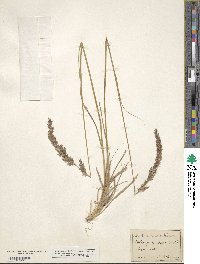 Image of Calamagrostis lapponica