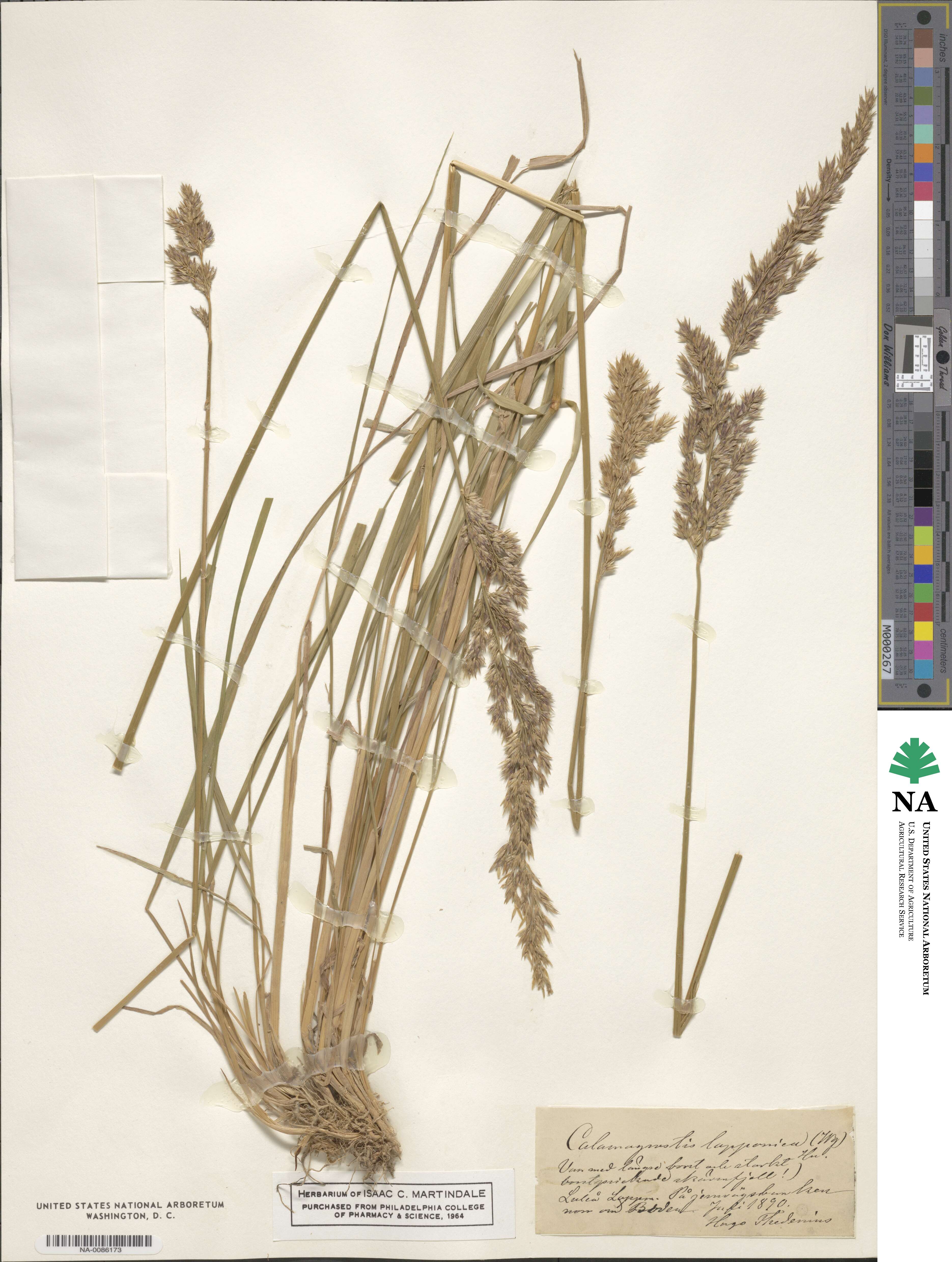 Calamagrostis lapponica image