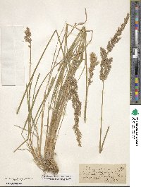 Calamagrostis lapponica image