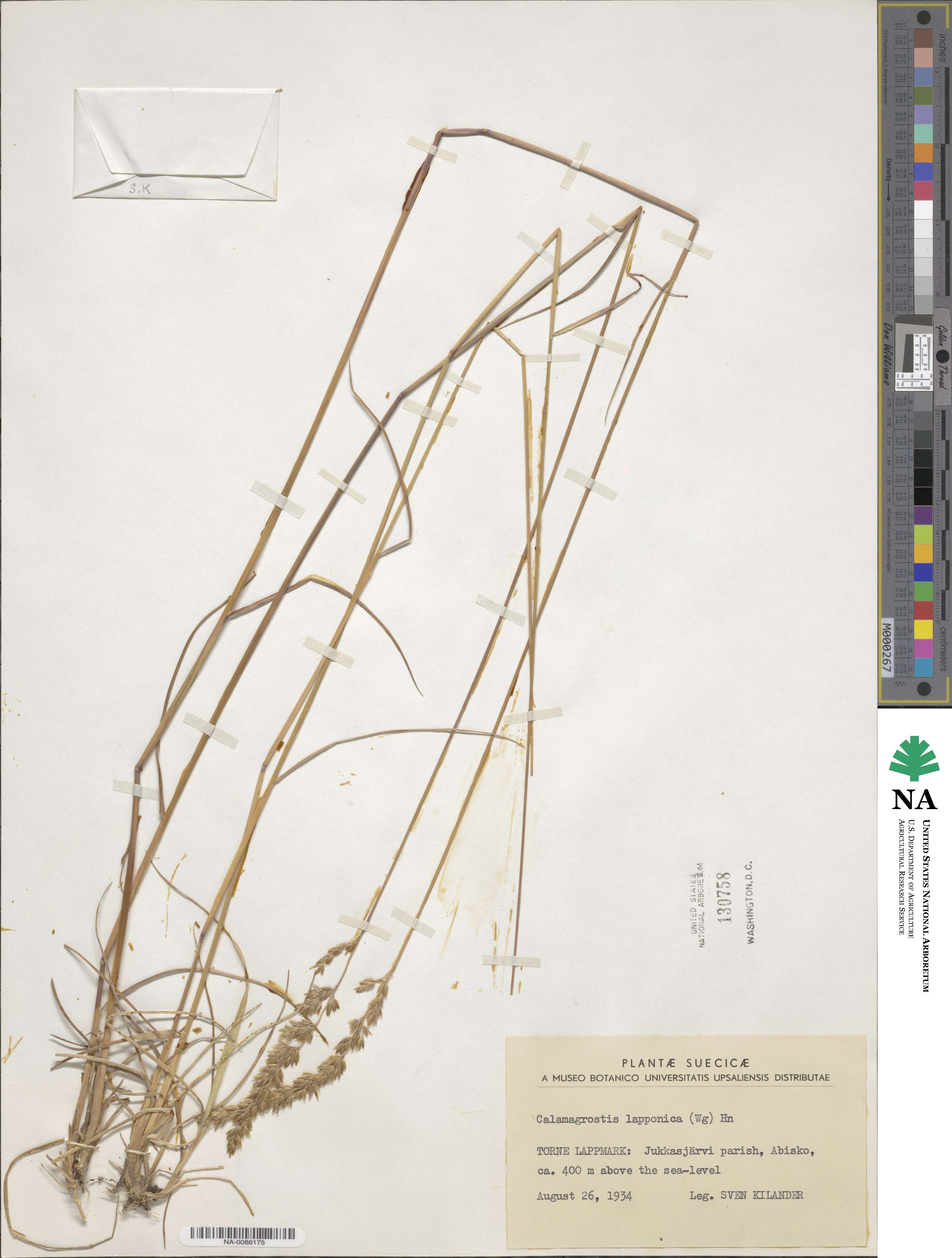 Calamagrostis lapponica image