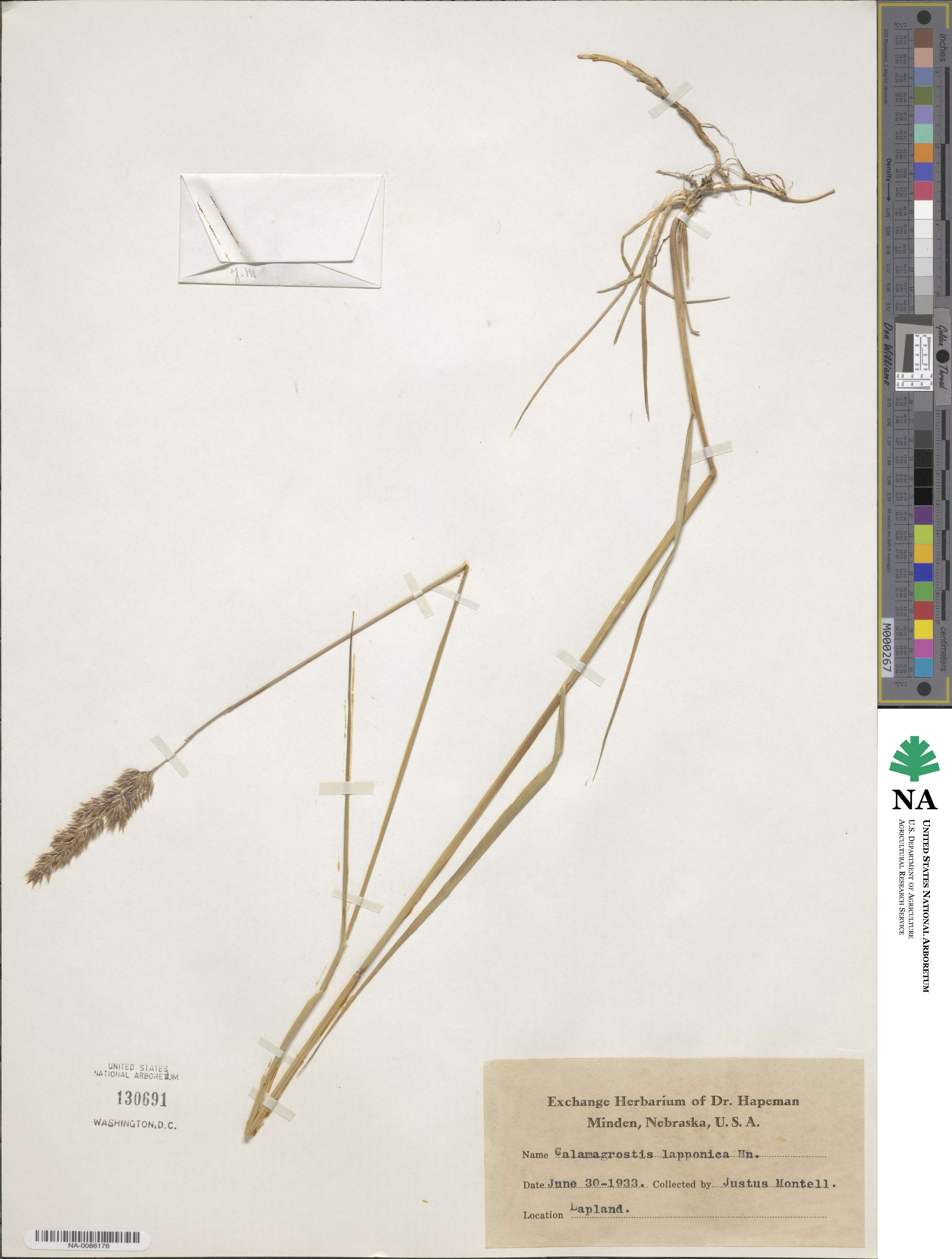 Calamagrostis lapponica image