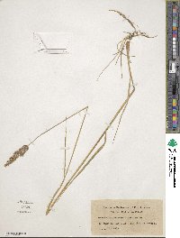 Calamagrostis lapponica image