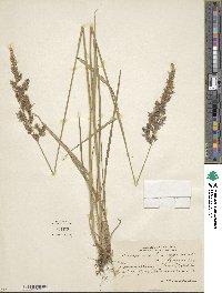 Calamagrostis lapponica image