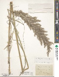 Calamagrostis pseudophragmites image