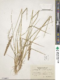 Calamagrostis stricta subsp. stricta image