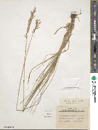 Calamagrostis stricta subsp. stricta image