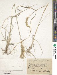 Calamagrostis pseudophragmites image