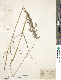 Calamagrostis purpurea image