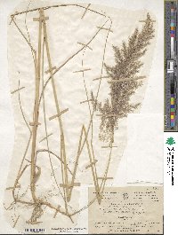 Calamagrostis pseudophragmites image