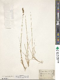 Calamagrostis stricta subsp. stricta image