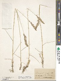 Calamagrostis stricta subsp. stricta image