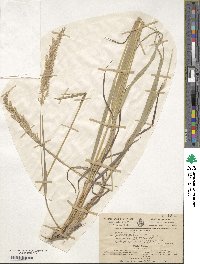 Image of Calamagrostis varia