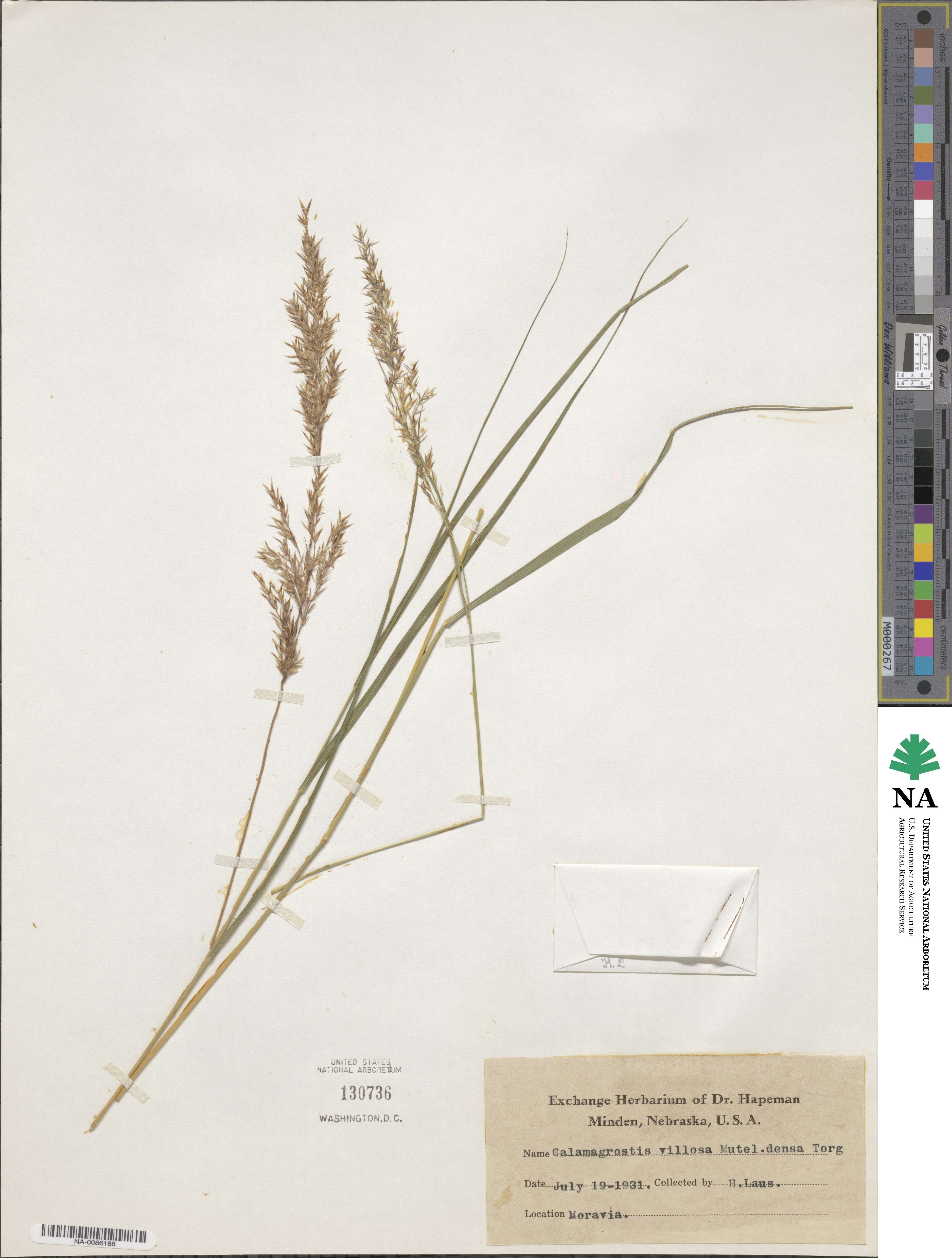 Calamagrostis villosa image