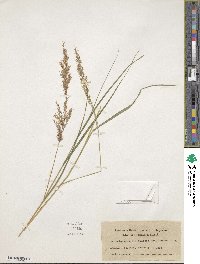 Calamagrostis villosa image